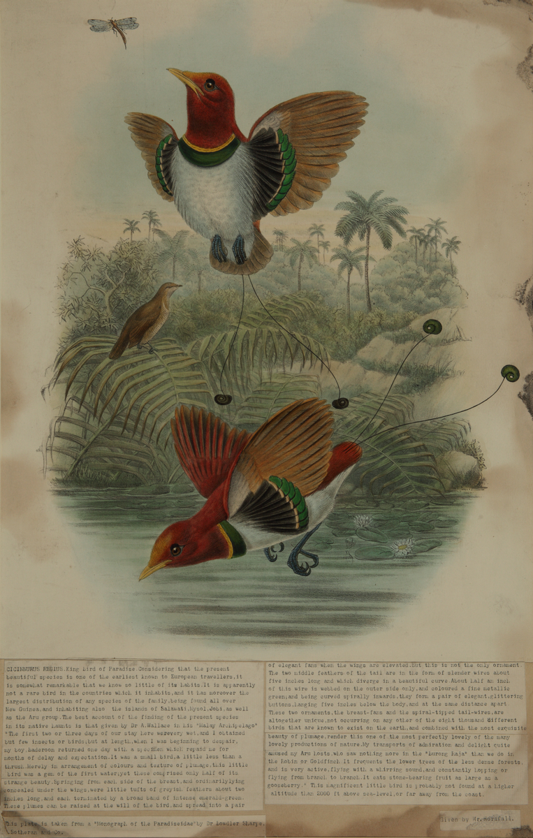 Monograph of the Paradiseidae; King Bird of Paradise